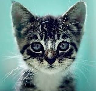 We Love Cats and Kittens